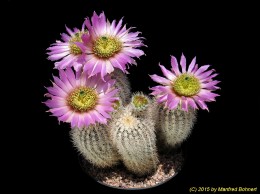 Echinocereus reichenbachii v. baileyi f. albispinum 384